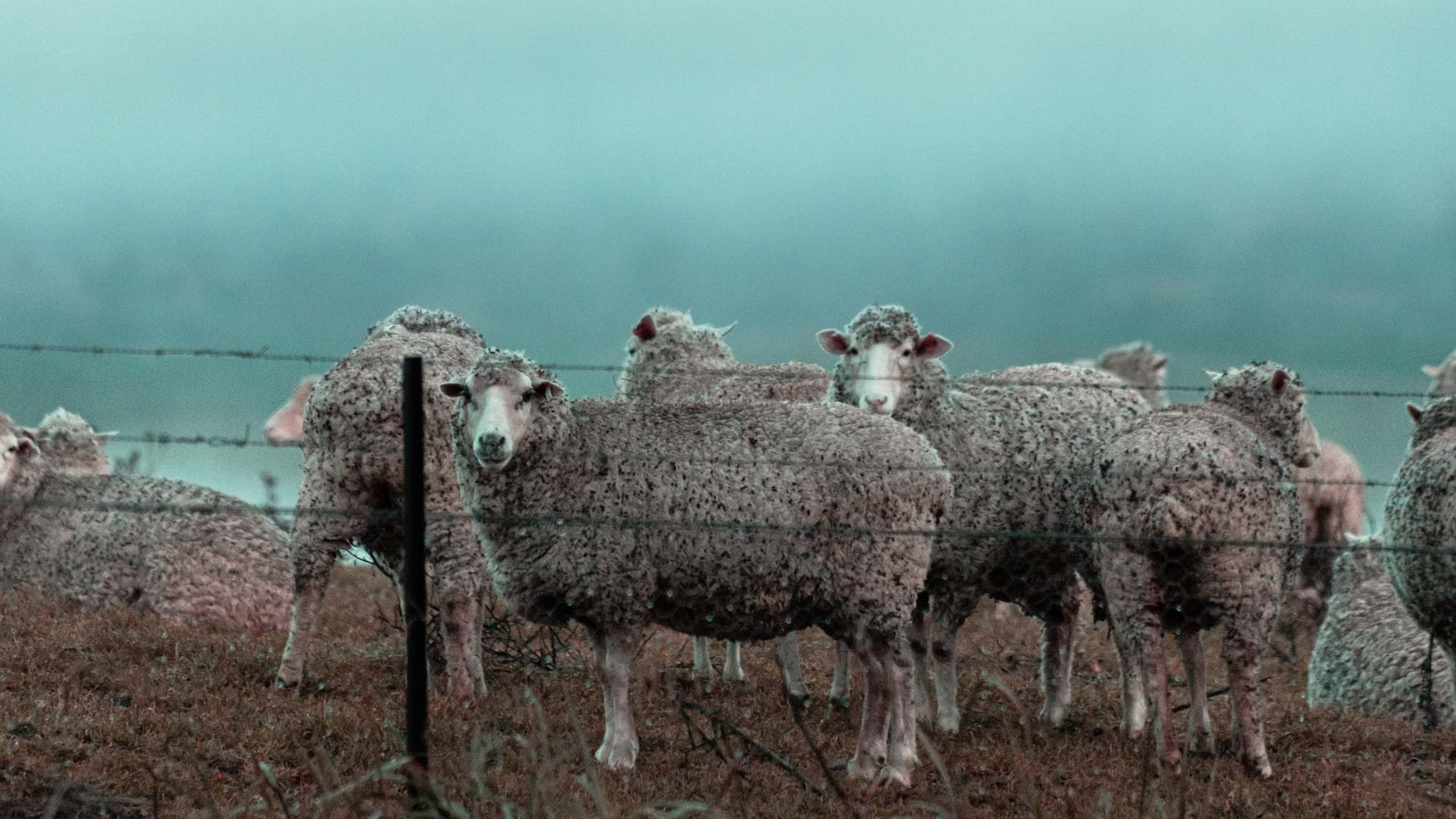 STOCKOWNERS SHEARING | Knowledge & Knowhow